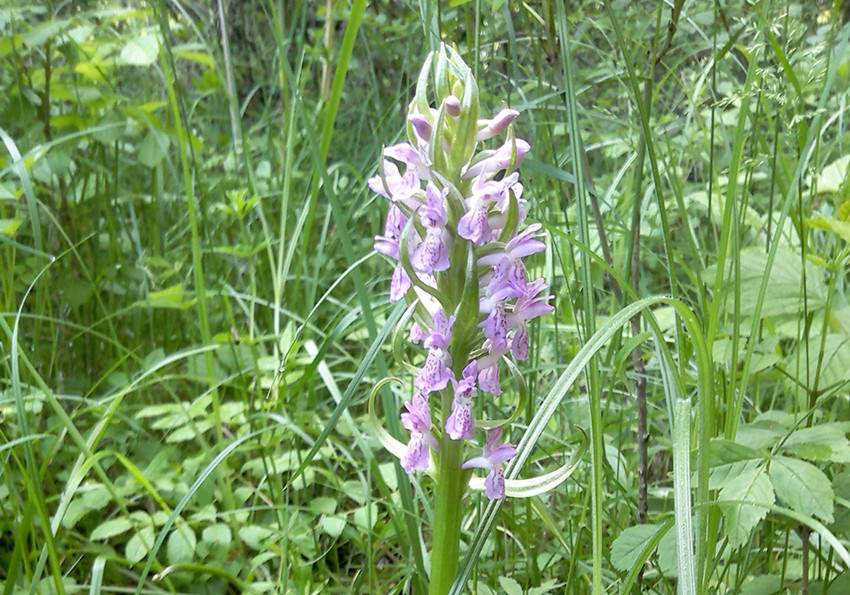  м'ясо-червоний (Dactylorhiza incarnata)-